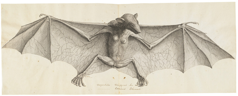 large flying fox (Pteropus vampyrus); DISPLAY FULL IMAGE.