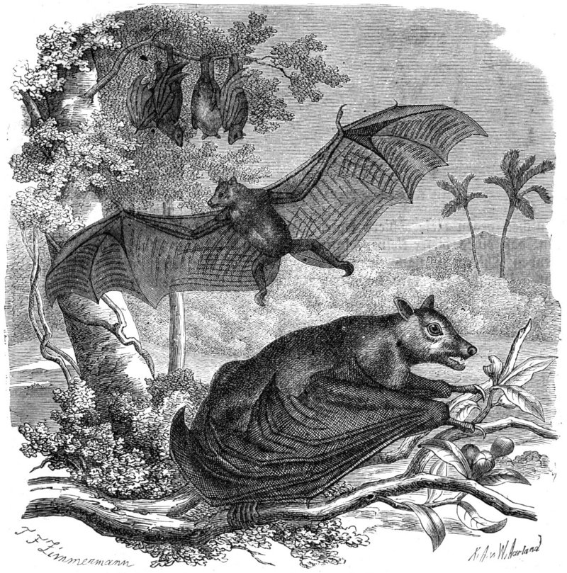 large flying fox (Pteropus vampyrus); DISPLAY FULL IMAGE.