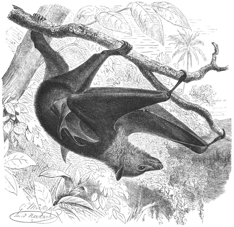 large flying fox (Pteropus vampyrus); DISPLAY FULL IMAGE.