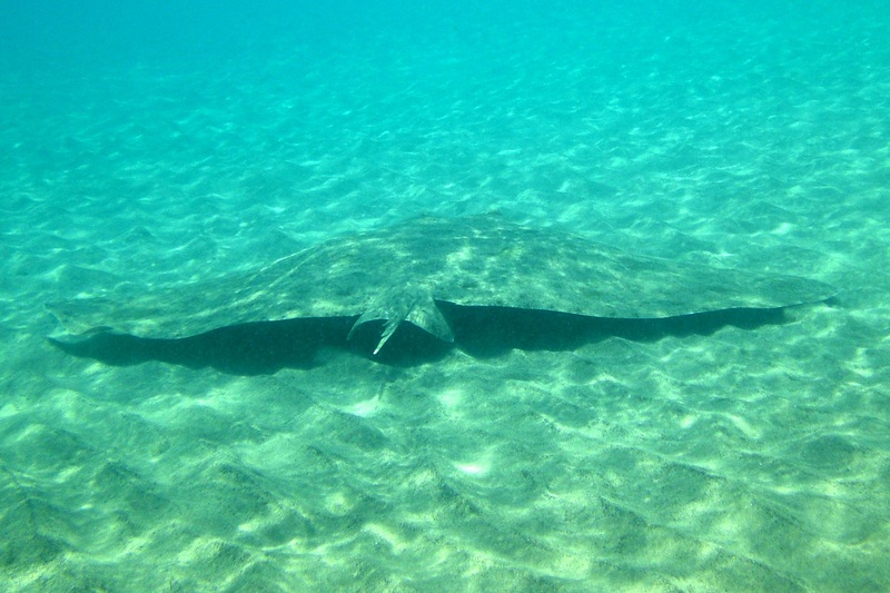 spiny butterfly ray (Gymnura altavela); DISPLAY FULL IMAGE.