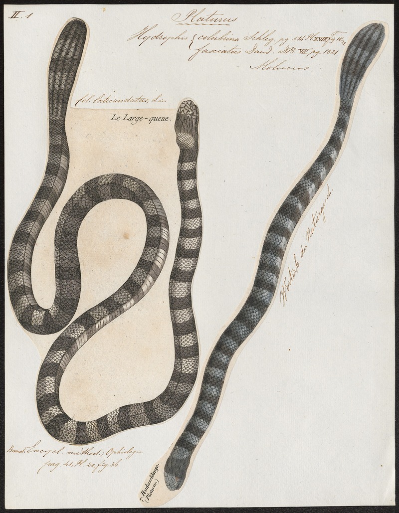 banded sea krait (Laticauda colubrina); DISPLAY FULL IMAGE.