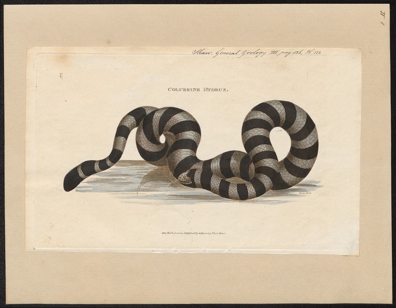 banded sea krait (Laticauda colubrina); DISPLAY FULL IMAGE.