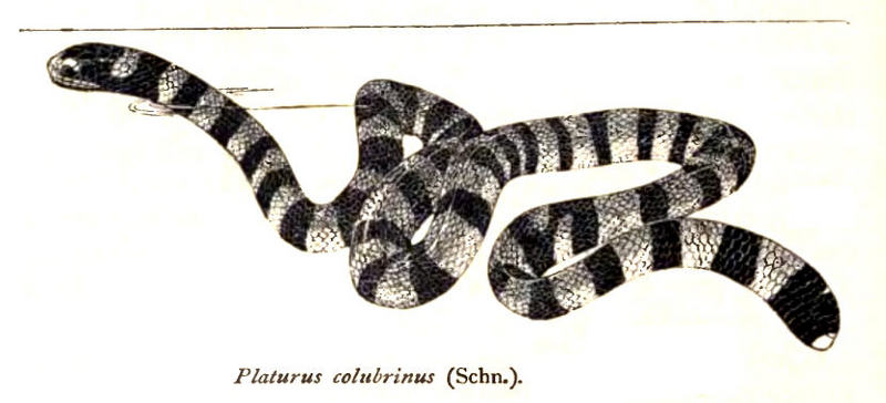 banded sea krait (Laticauda colubrina); DISPLAY FULL IMAGE.