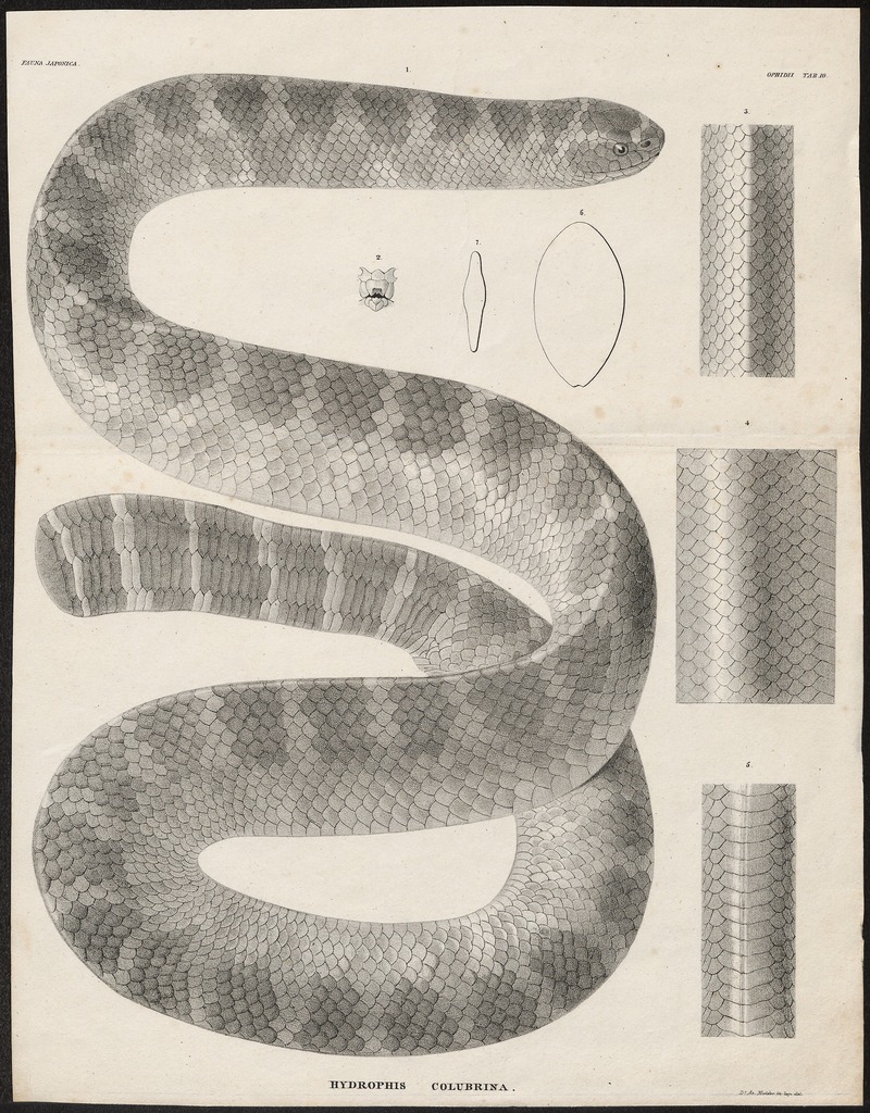 banded sea krait (Laticauda colubrina); DISPLAY FULL IMAGE.
