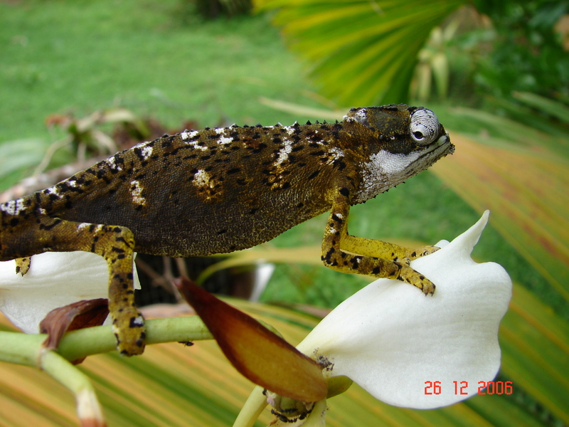 Seychelles tiger chameleon (Archaius tigris); DISPLAY FULL IMAGE.