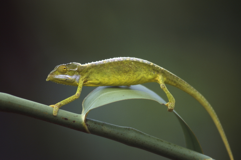 Seychelles tiger chameleon (Archaius tigris); DISPLAY FULL IMAGE.