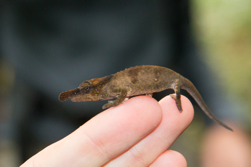 blue-nosed chameleon (Calumma boettgeri); DISPLAY FULL IMAGE.