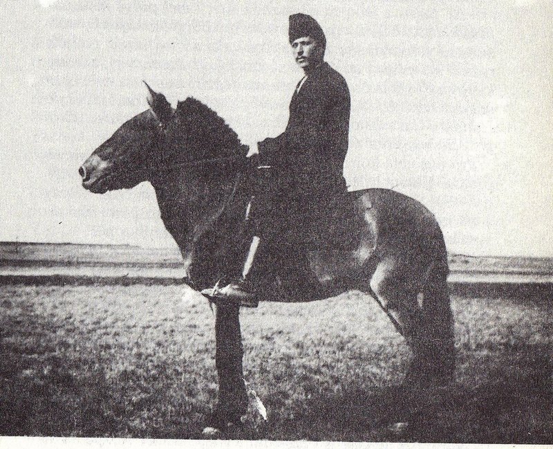Przewalski's horse (Equus ferus przewalskii); DISPLAY FULL IMAGE.