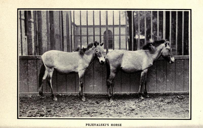 Przewalski's horse (Equus ferus przewalskii); DISPLAY FULL IMAGE.