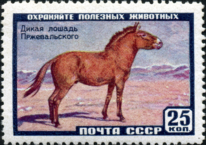 Przewalski's horse (Equus ferus przewalskii); DISPLAY FULL IMAGE.