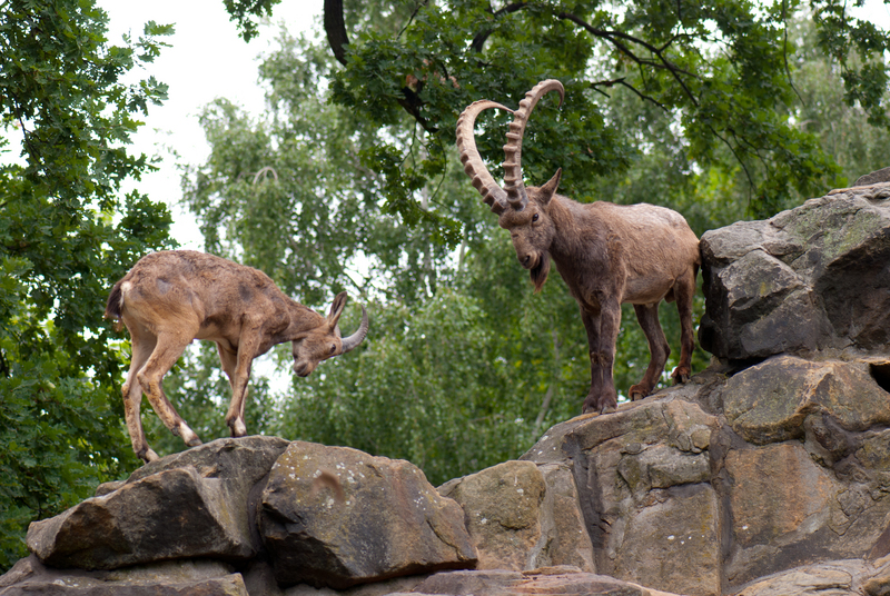 Siberian ibex (Capra sibirica); DISPLAY FULL IMAGE.