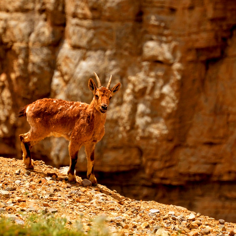 Siberian ibex (Capra sibirica); DISPLAY FULL IMAGE.