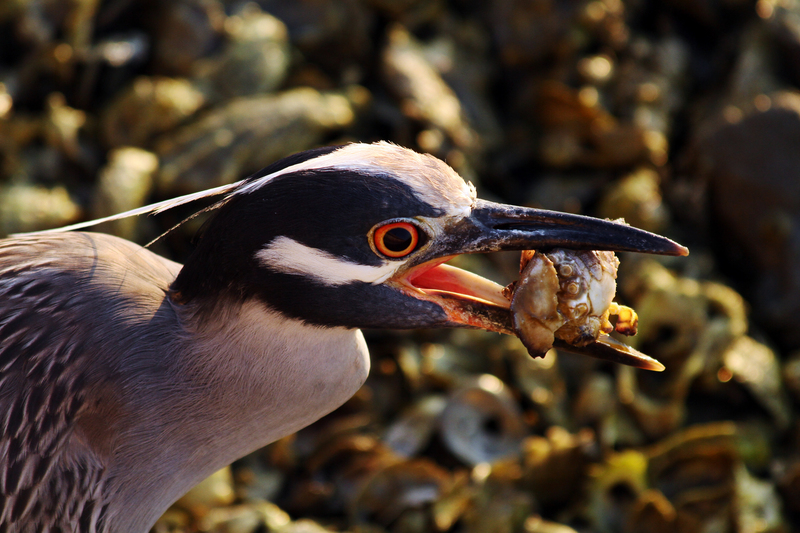 yellow-crowned night heron (Nyctanassa violacea); DISPLAY FULL IMAGE.