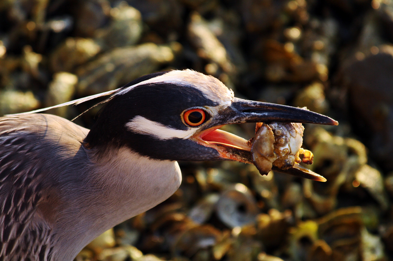 yellow-crowned night heron (Nyctanassa violacea); DISPLAY FULL IMAGE.