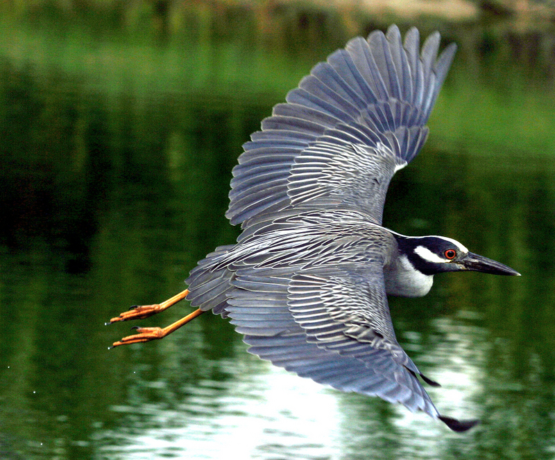 yellow-crowned night heron (Nyctanassa violacea); DISPLAY FULL IMAGE.