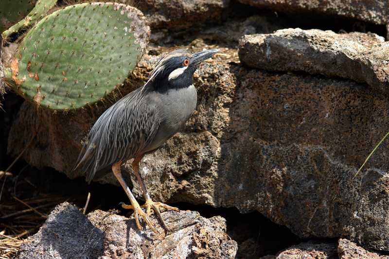 Galapagos yellow-crowned night heron (Nyctanassa violacea pauper); DISPLAY FULL IMAGE.