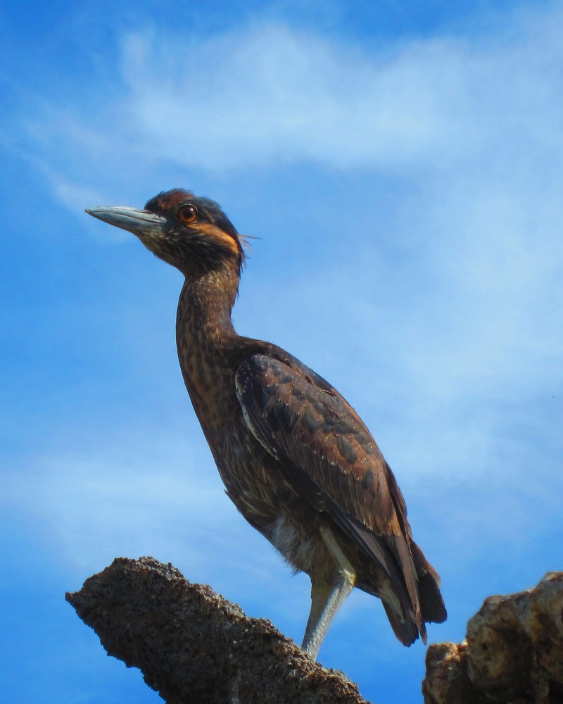 Galapagos yellow-crowned night heron (Nyctanassa violacea pauper); DISPLAY FULL IMAGE.