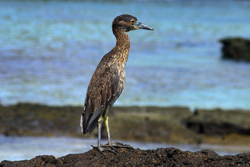 Galapagos yellow-crowned night heron (Nyctanassa violacea pauper); DISPLAY FULL IMAGE.