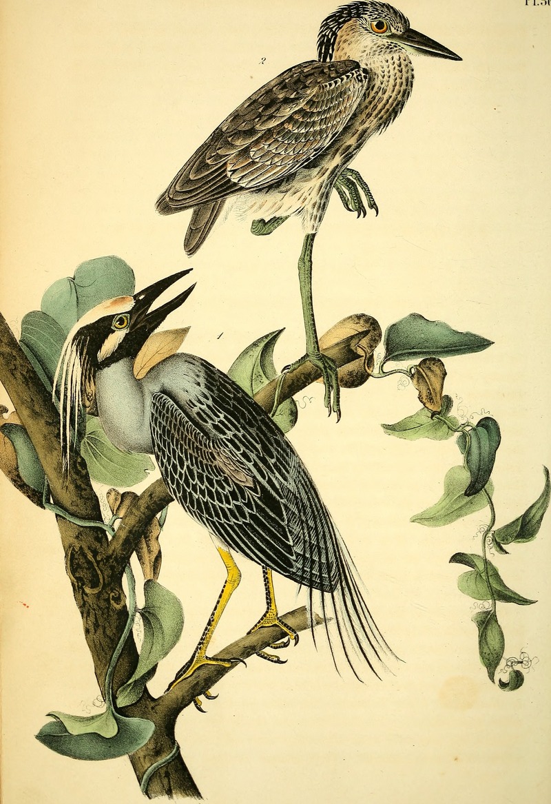 yellow-crowned night heron (Nyctanassa violacea); DISPLAY FULL IMAGE.