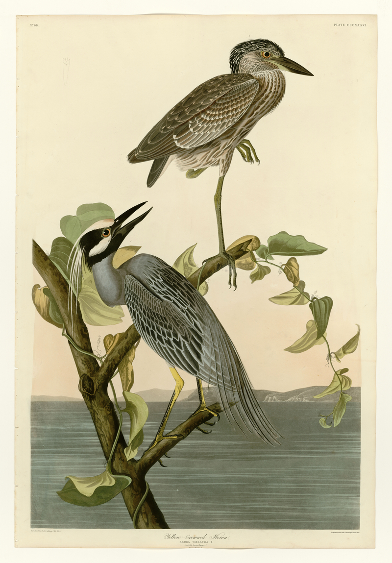 yellow-crowned night heron (Nyctanassa violacea); DISPLAY FULL IMAGE.