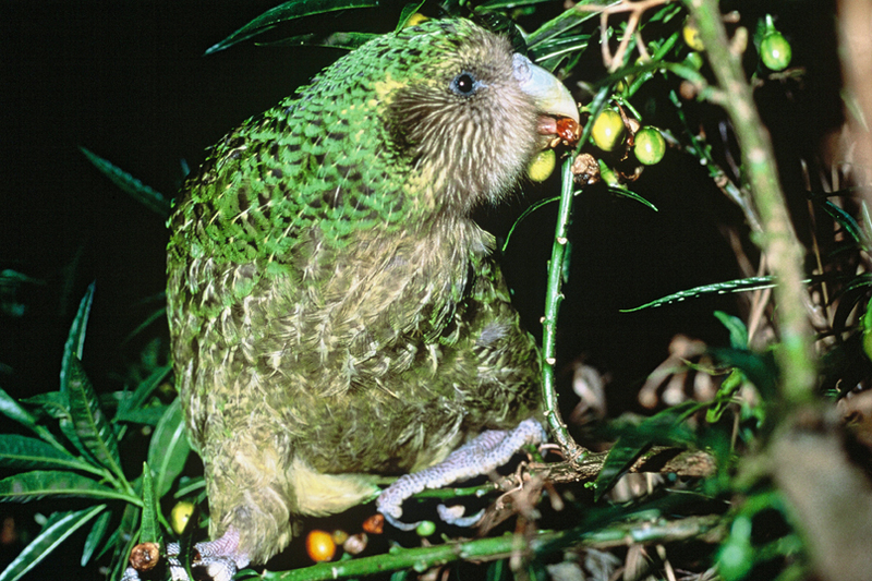 kakapo, owl parrot (Strigops habroptilus); DISPLAY FULL IMAGE.