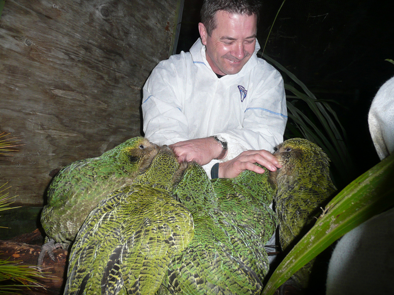 kakapo, owl parrot (Strigops habroptilus); DISPLAY FULL IMAGE.