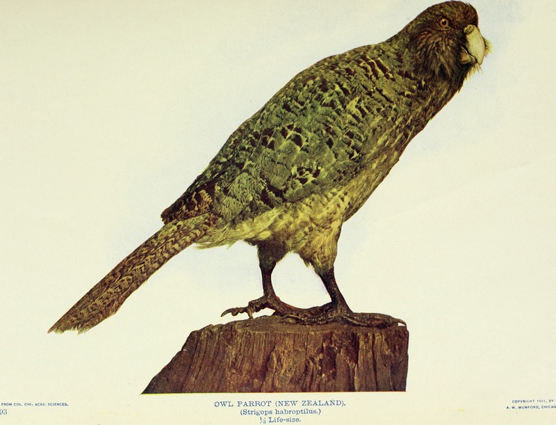 kakapo, owl parrot (Strigops habroptilus); DISPLAY FULL IMAGE.