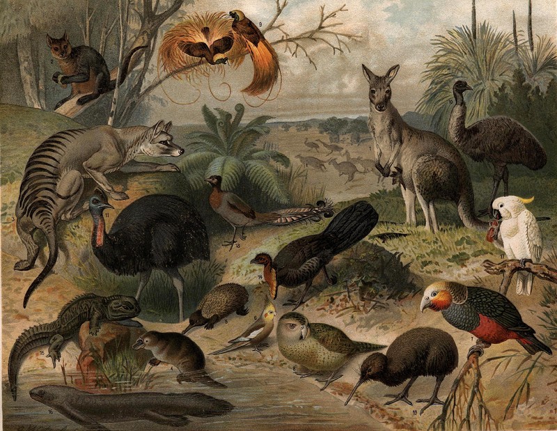 Australian fauna (Australian Animals); DISPLAY FULL IMAGE.