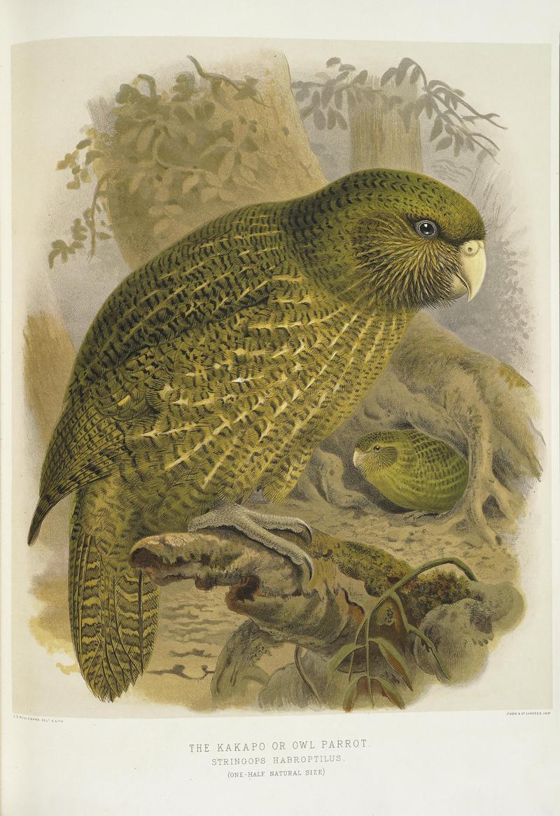 kakapo, owl parrot (Strigops habroptilus); DISPLAY FULL IMAGE.