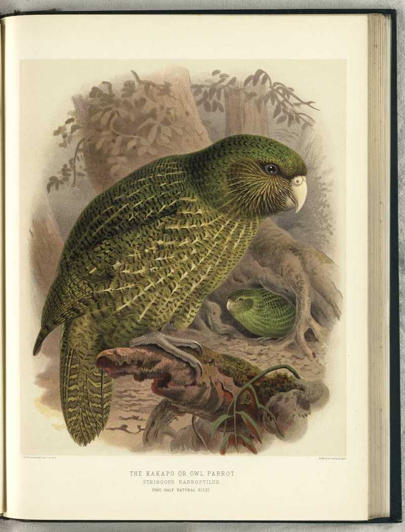 kakapo, owl parrot (Strigops habroptilus); DISPLAY FULL IMAGE.