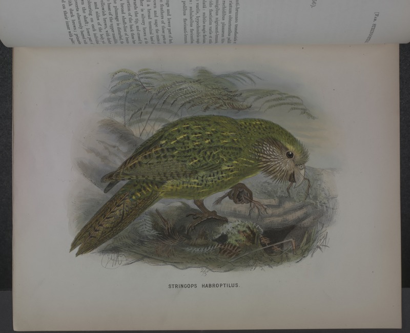 kakapo, owl parrot (Strigops habroptilus); DISPLAY FULL IMAGE.