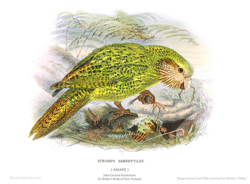 kakapo, owl parrot (Strigops habroptilus); DISPLAY FULL IMAGE.