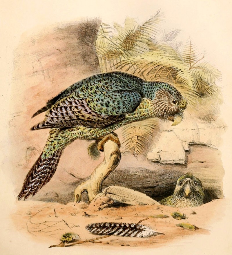 kakapo, owl parrot (Strigops habroptilus); DISPLAY FULL IMAGE.