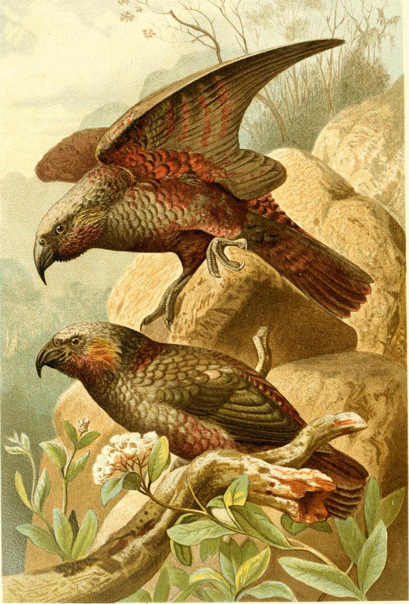 New Zealand kaka, kākā, (Nestor meridionalis); DISPLAY FULL IMAGE.