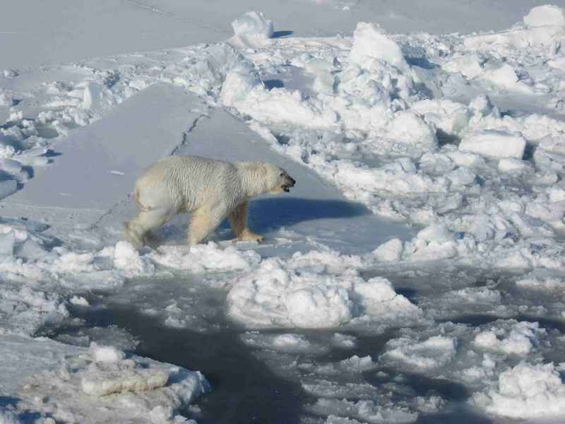 polar bear (Ursus maritimus); DISPLAY FULL IMAGE.