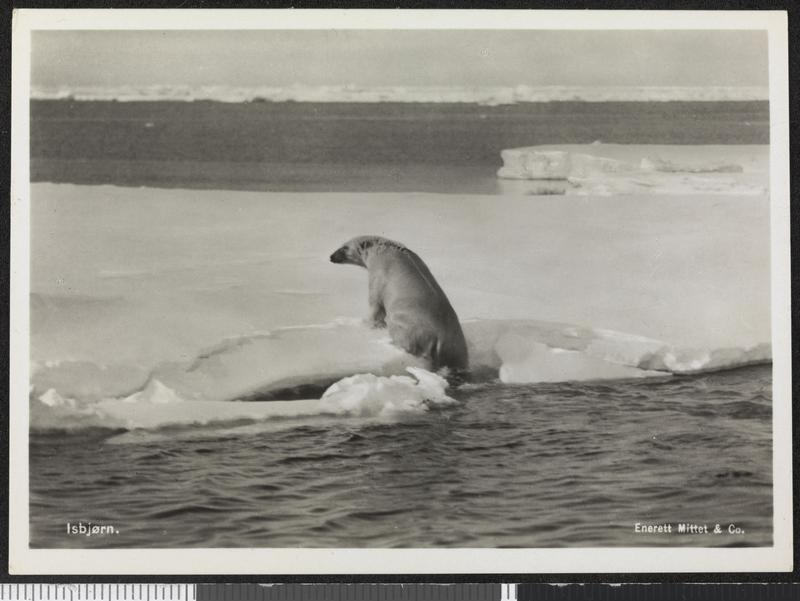 polar bear (Ursus maritimus); DISPLAY FULL IMAGE.