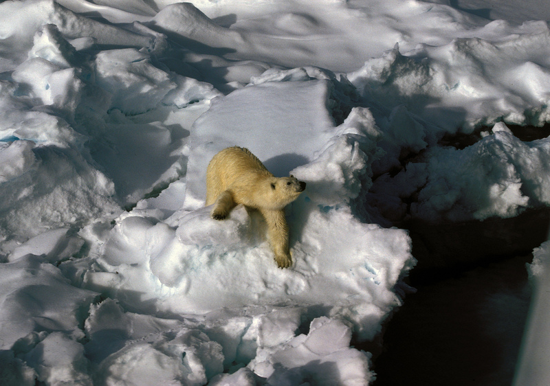 polar bear (Ursus maritimus); DISPLAY FULL IMAGE.