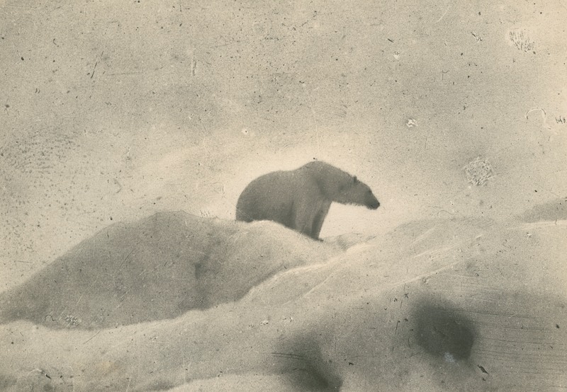 polar bear (Ursus maritimus); DISPLAY FULL IMAGE.