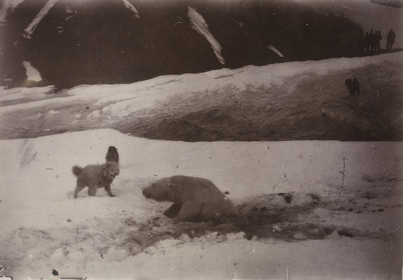 polar bear (Ursus maritimus); DISPLAY FULL IMAGE.