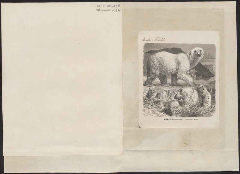 polar bear (Ursus maritimus); DISPLAY FULL IMAGE.