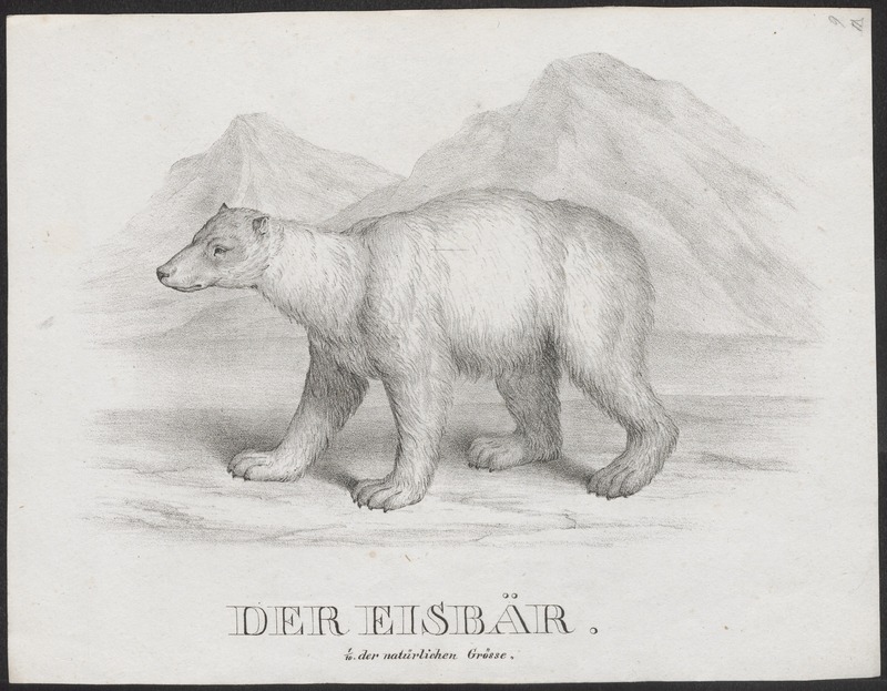 polar bear (Ursus maritimus); DISPLAY FULL IMAGE.
