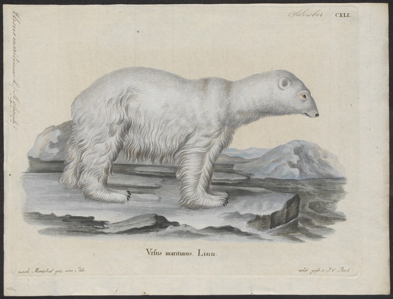 polar bear (Ursus maritimus); DISPLAY FULL IMAGE.