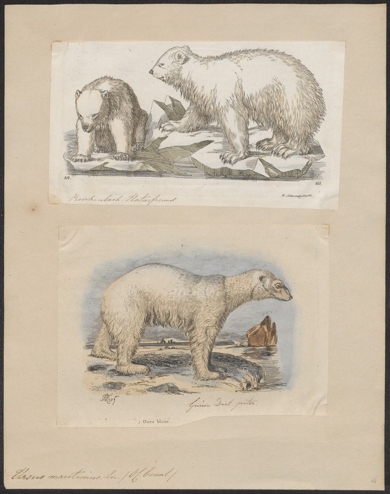 polar bear (Ursus maritimus); DISPLAY FULL IMAGE.