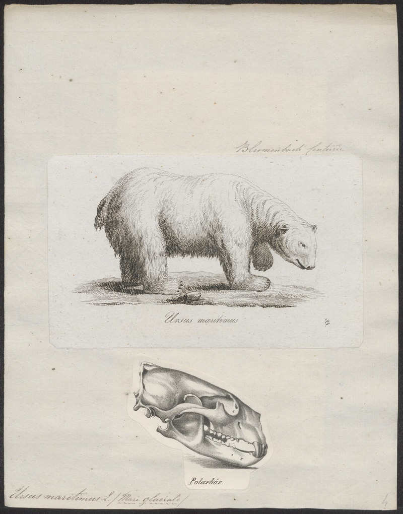 polar bear (Ursus maritimus); DISPLAY FULL IMAGE.