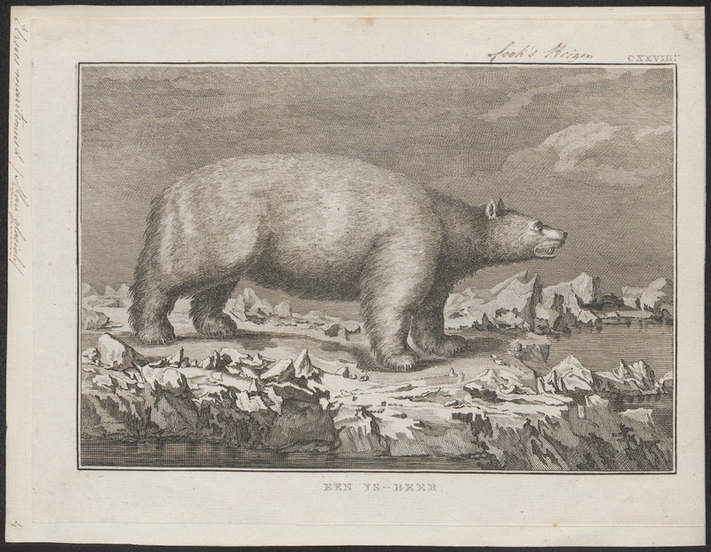 polar bear (Ursus maritimus); DISPLAY FULL IMAGE.