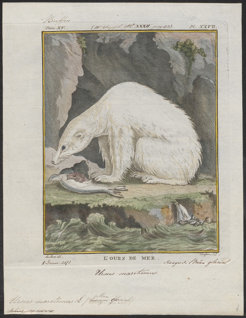 polar bear (Ursus maritimus); DISPLAY FULL IMAGE.