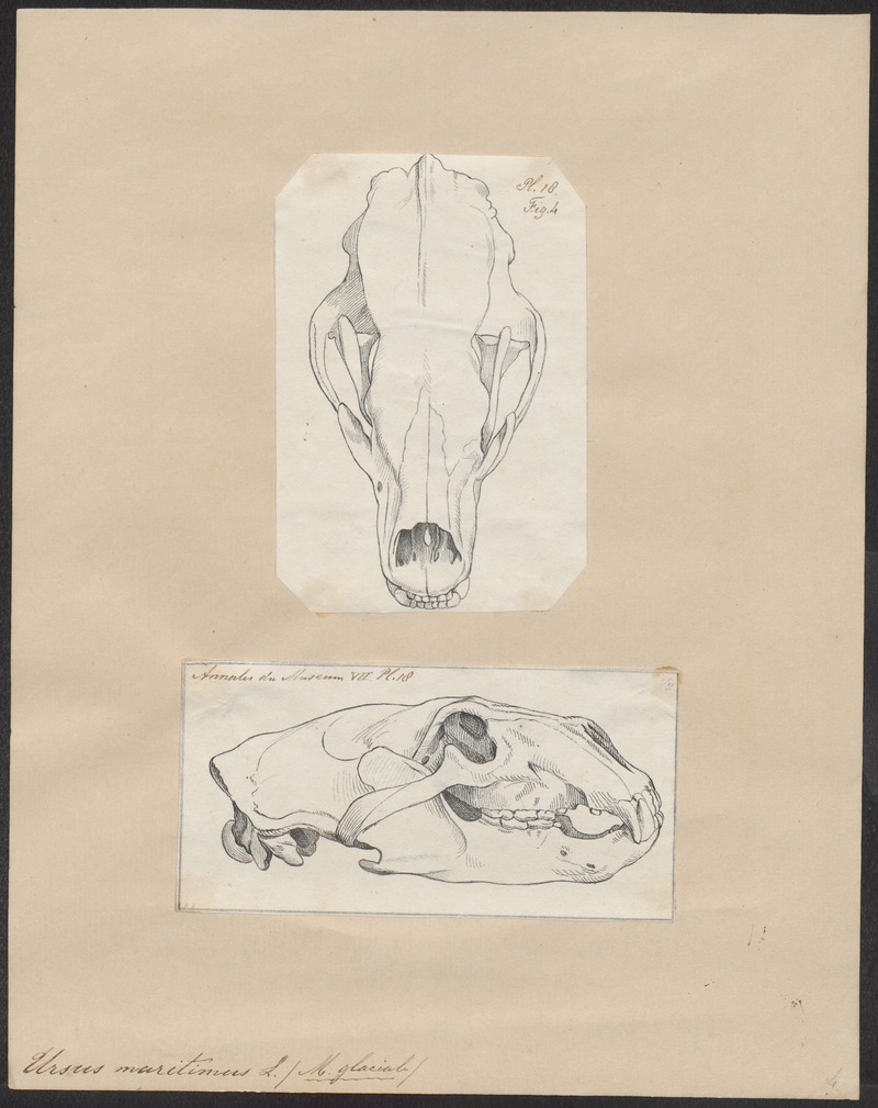 polar bear (Ursus maritimus); DISPLAY FULL IMAGE.