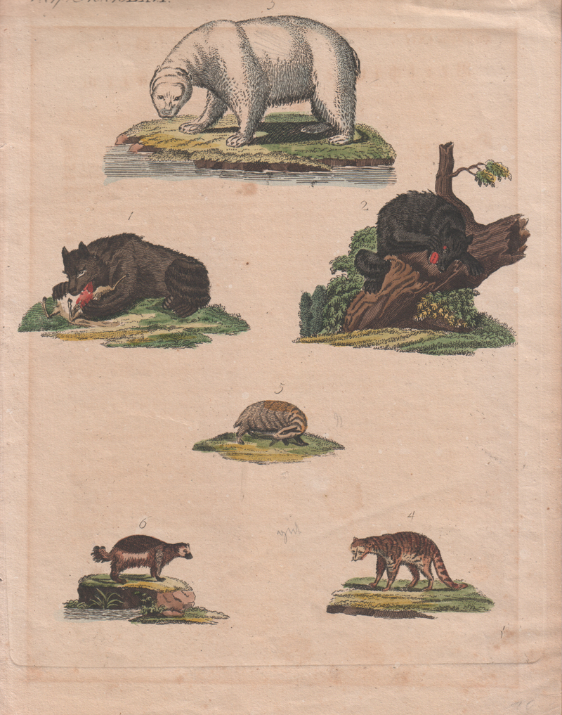 polar bear (Ursus maritimus), wolverine (Gulo gulo); DISPLAY FULL IMAGE.