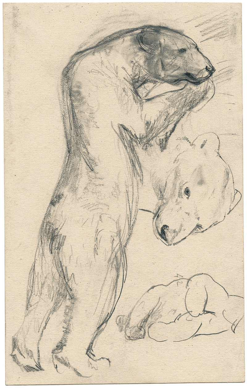 polar bear (Ursus maritimus); DISPLAY FULL IMAGE.