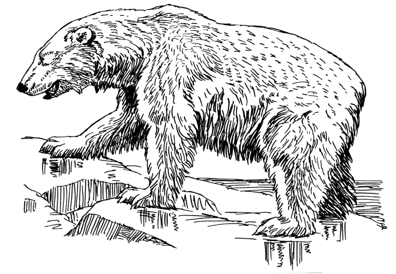 polar bear (Ursus maritimus); DISPLAY FULL IMAGE.